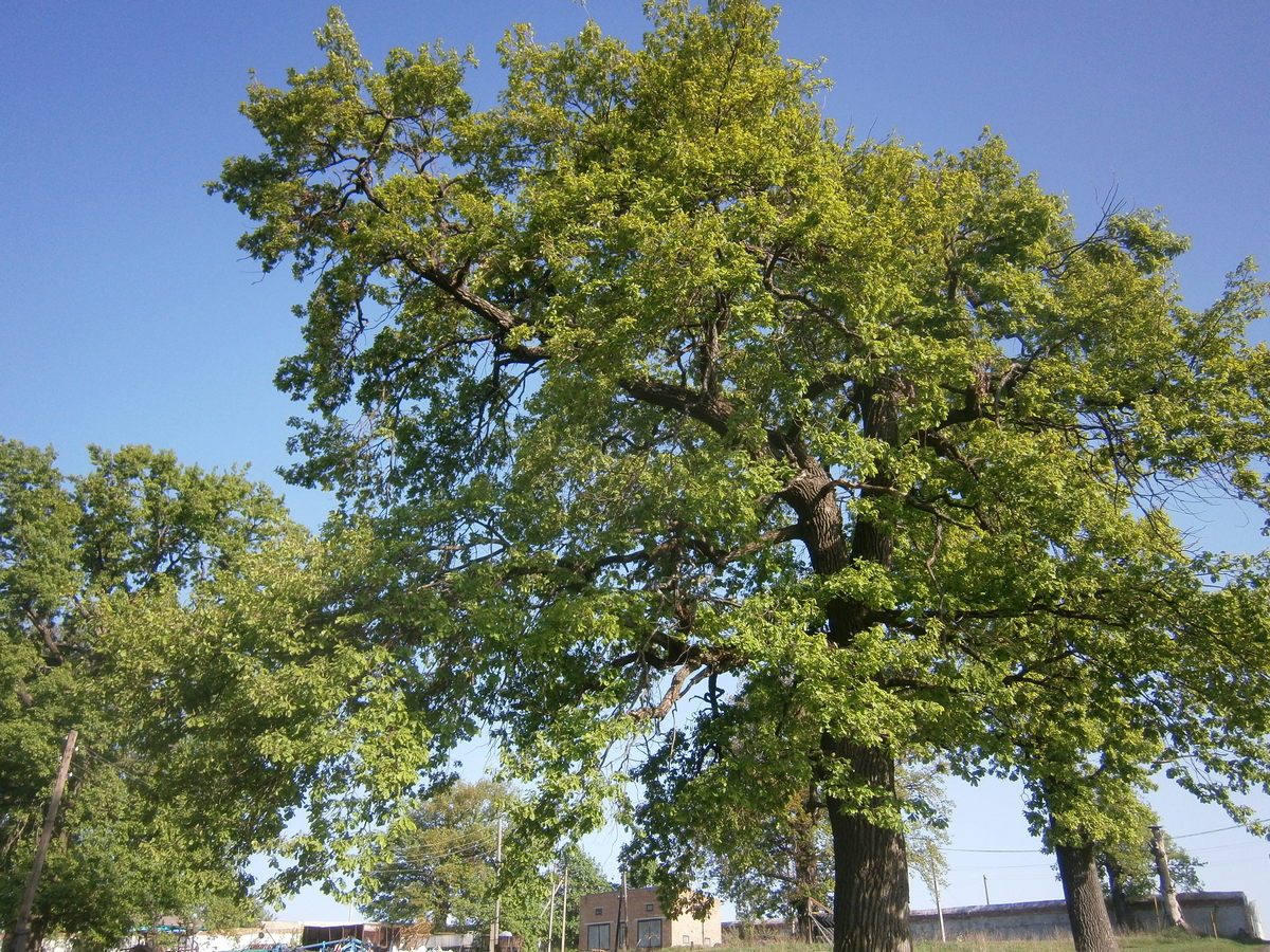 P2084133.JPG