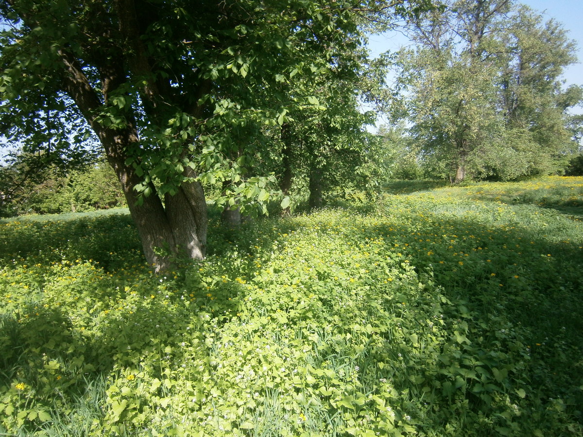 P2084167.JPG