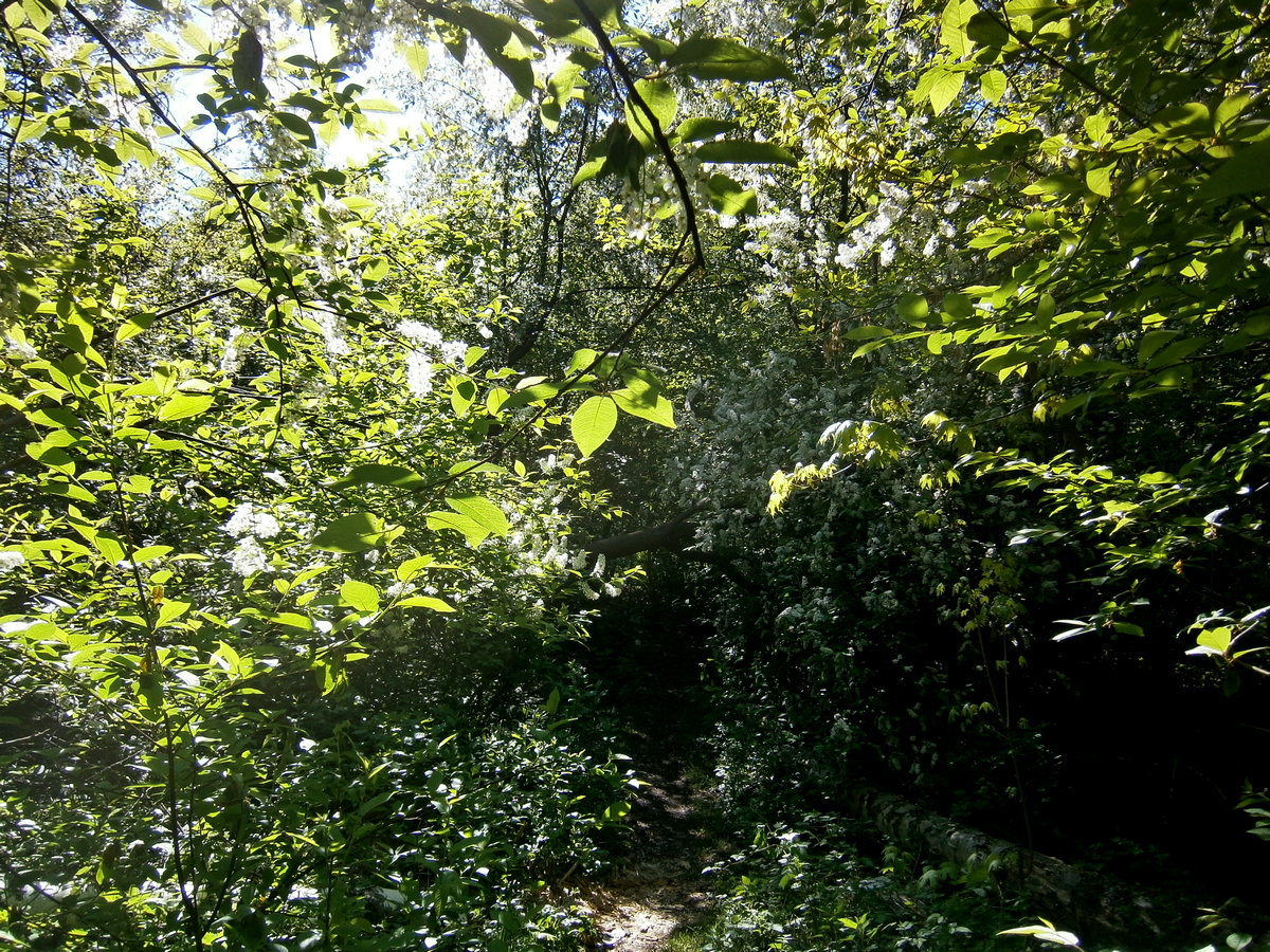 P2114275а.jpg