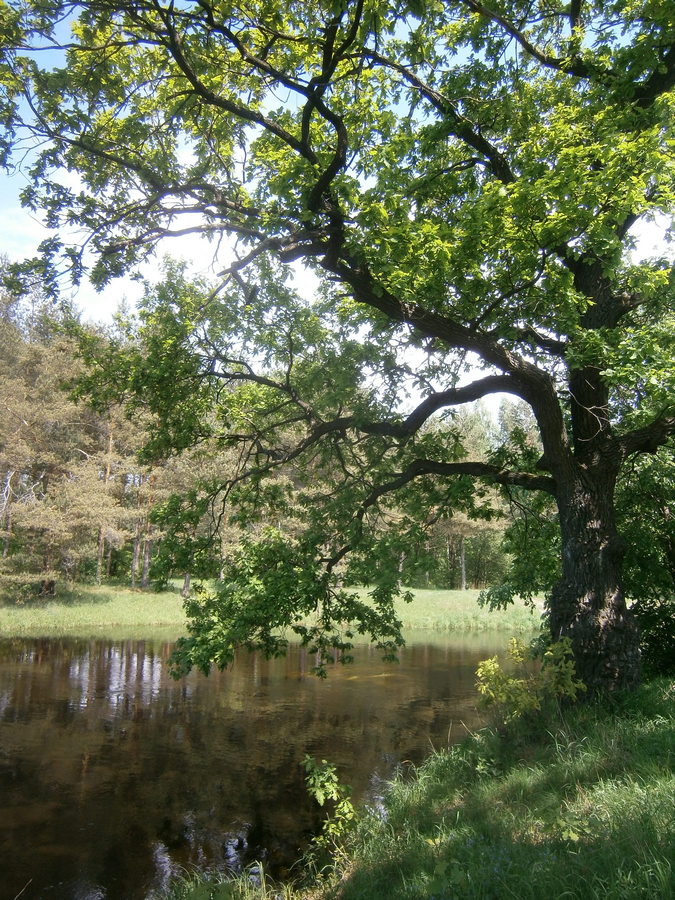 P2224307р.jpg