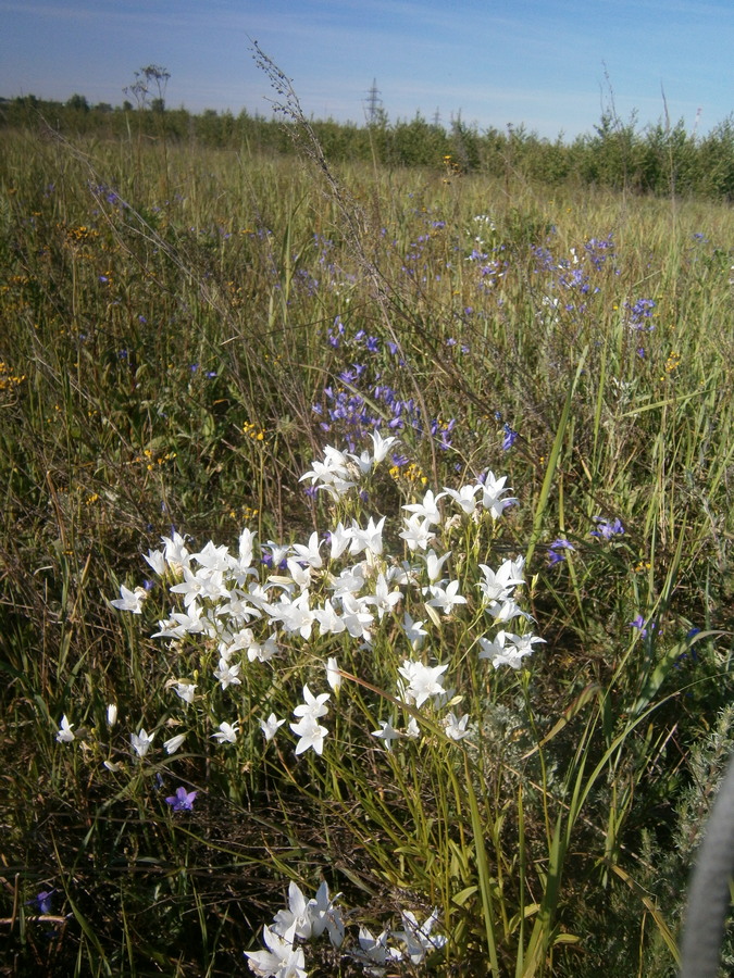 P3194353п.jpg