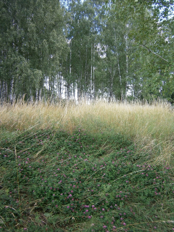 P4115198а.jpg