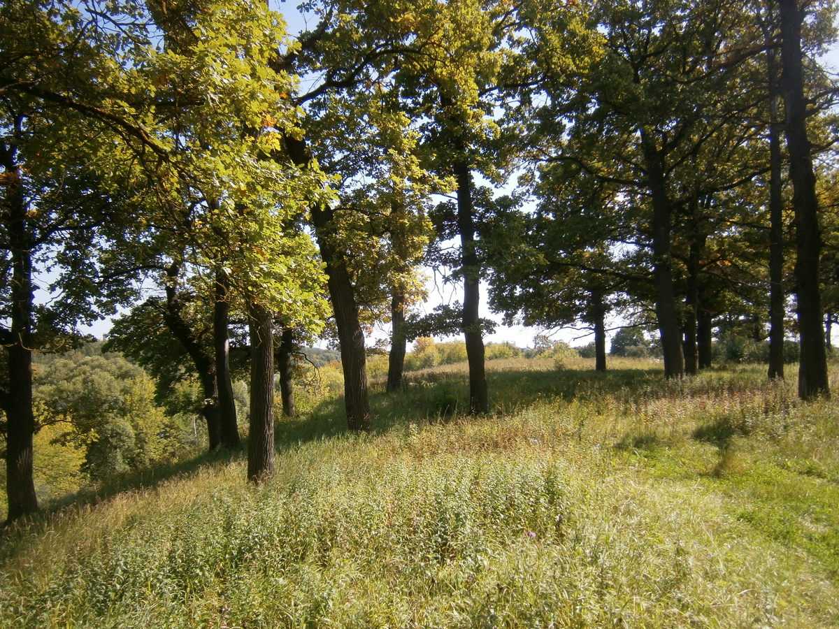 P5155279.JPG