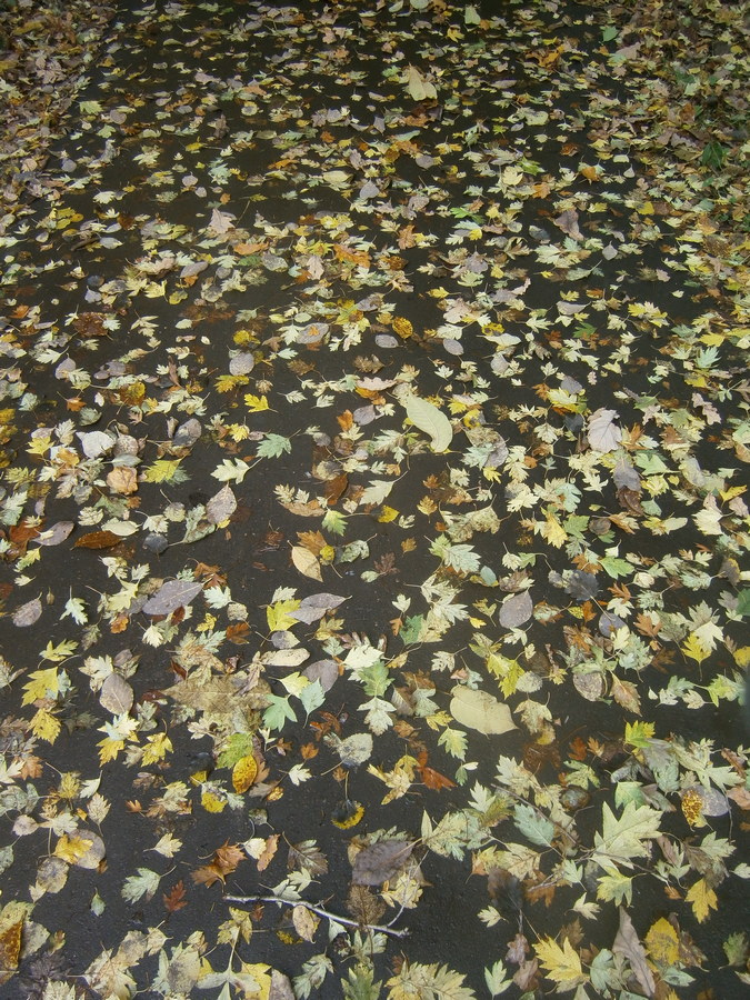 P7123891вп.jpg