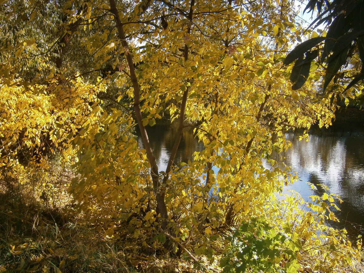 P7133919р.jpg