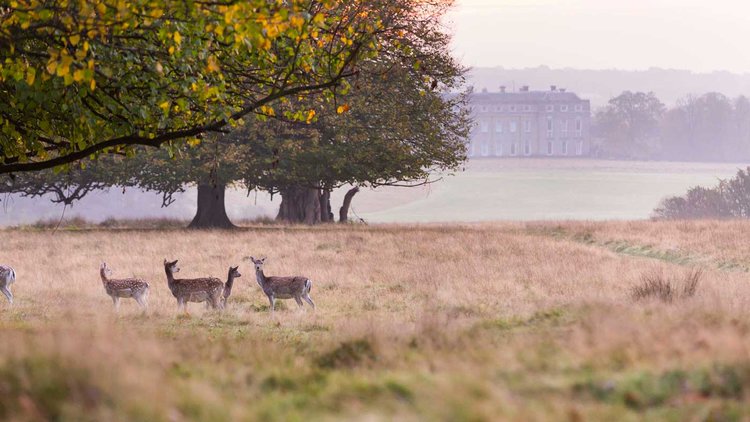 Petworth+Park+to+see+the+Deer.jpg