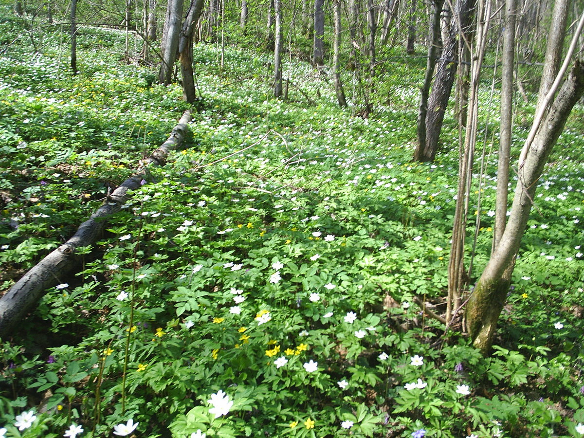 PIC_0027п.jpg