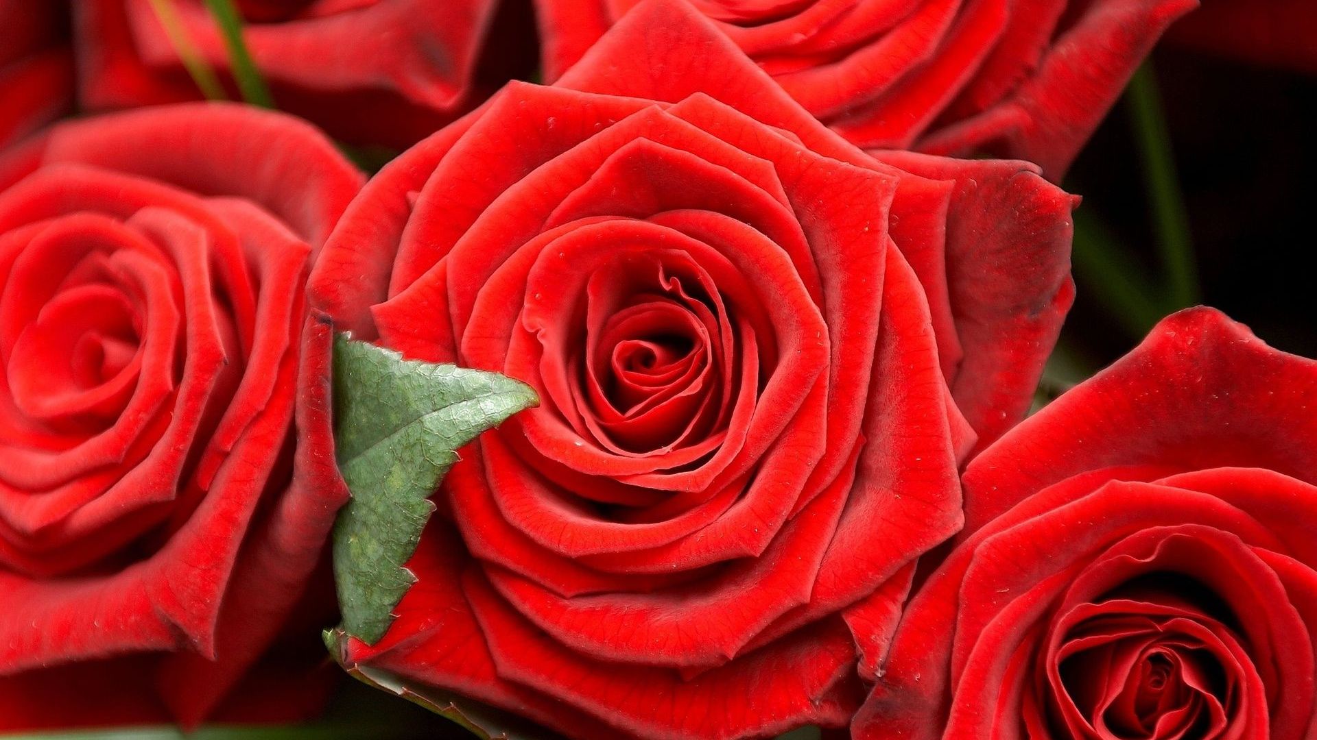 red-roses-flower-hd-wallpaper-1920x1080-11910.jpg