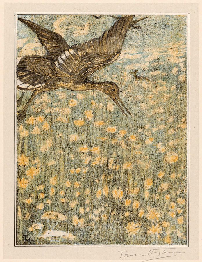 redshank-theo-van-hoytema.jpg