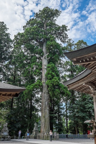 Sacred-Tree-at-Togakushi-Shrine.jpg
