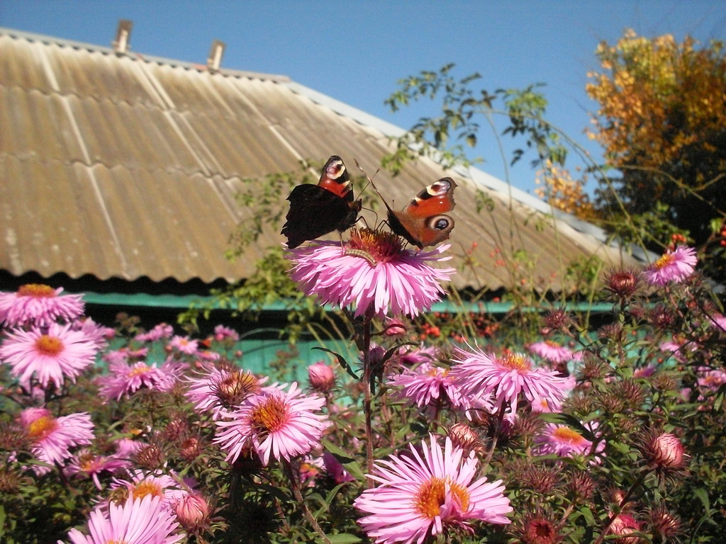 SDC10564.JPG