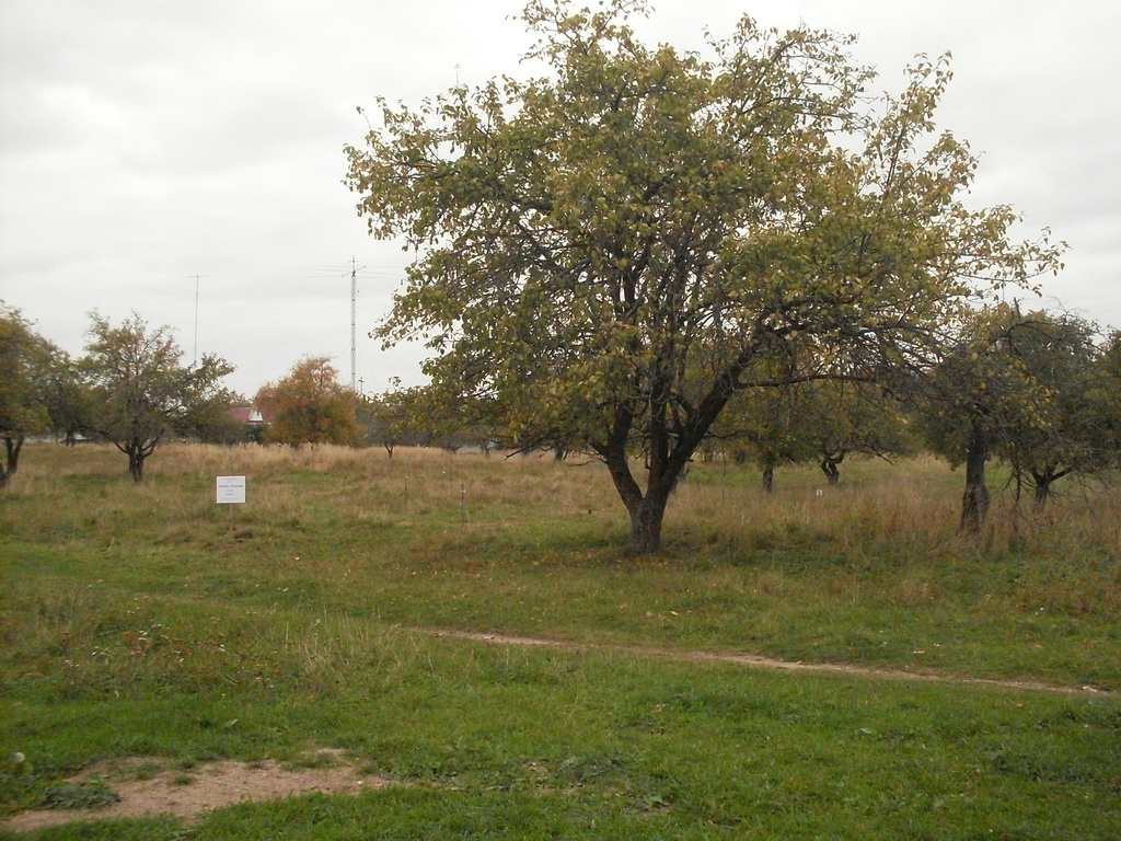 SDC10604.JPG