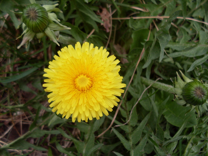 SDC11015.JPG