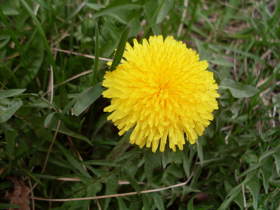 SDC11016.JPG