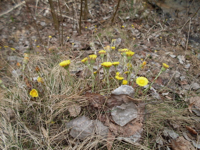 SDC11018.JPG