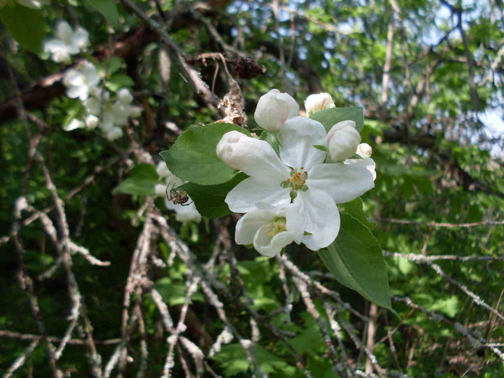 SDC11160.JPG