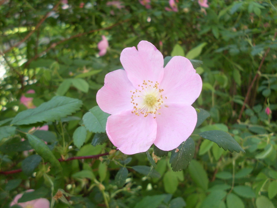 SDC11293.JPG