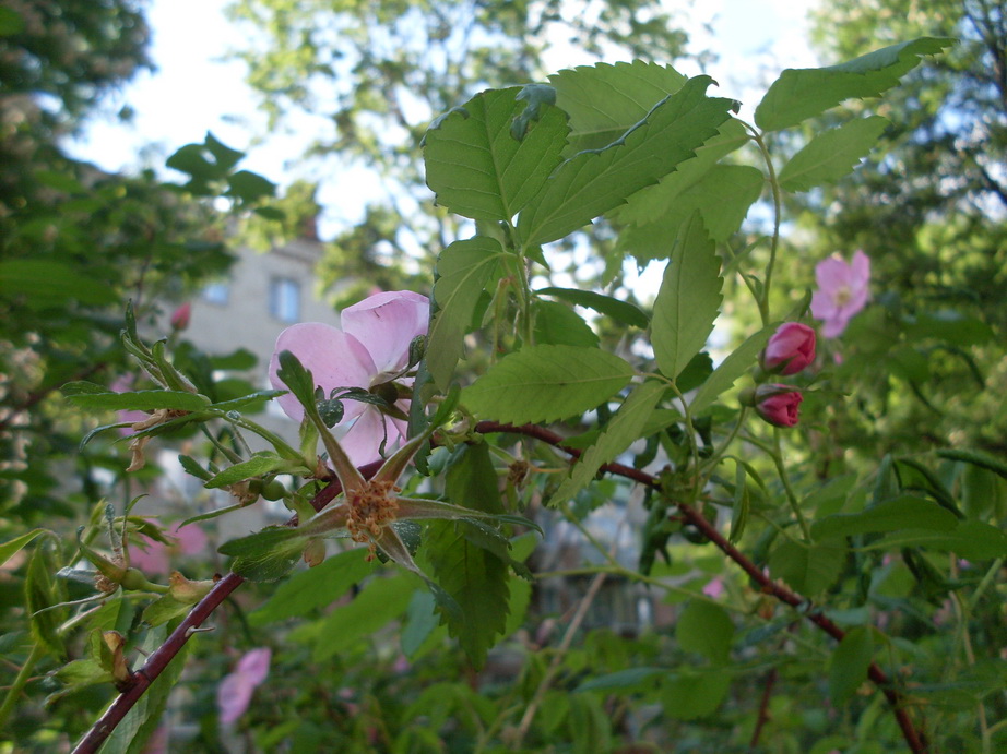 SDC11295.JPG