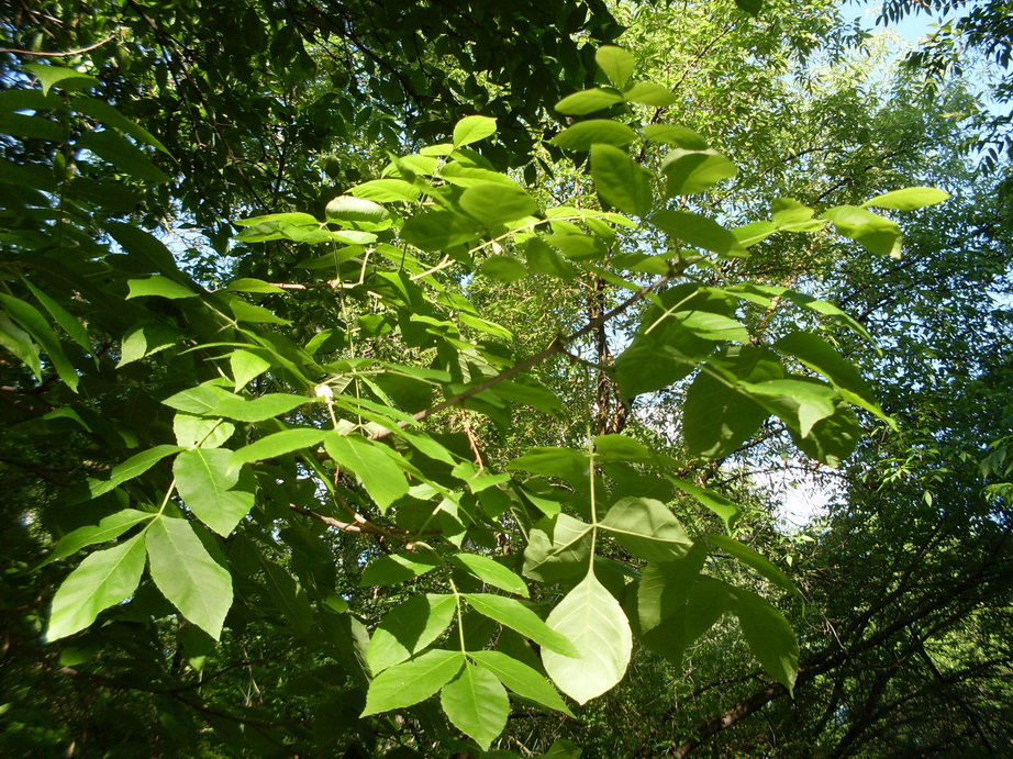 SDC11352.JPG