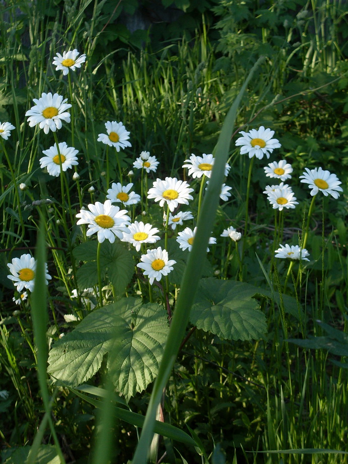 SDC11355.JPG