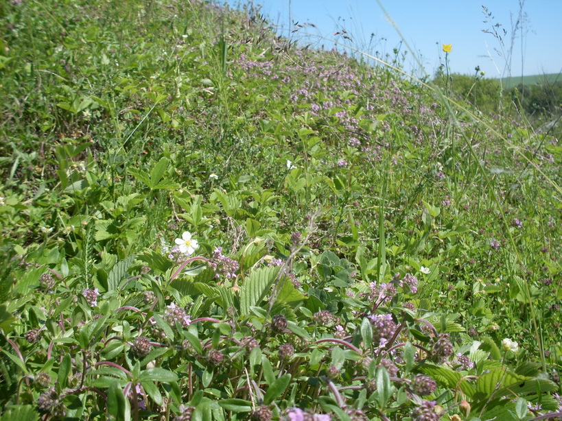 SDC11548.JPG