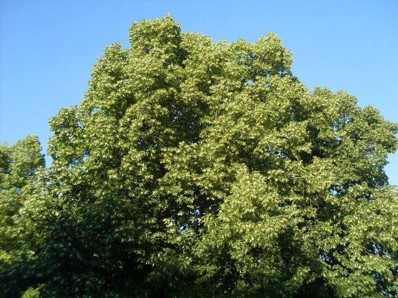 SDC11617.JPG