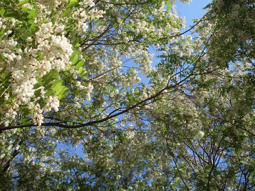 SDC11737.JPG
