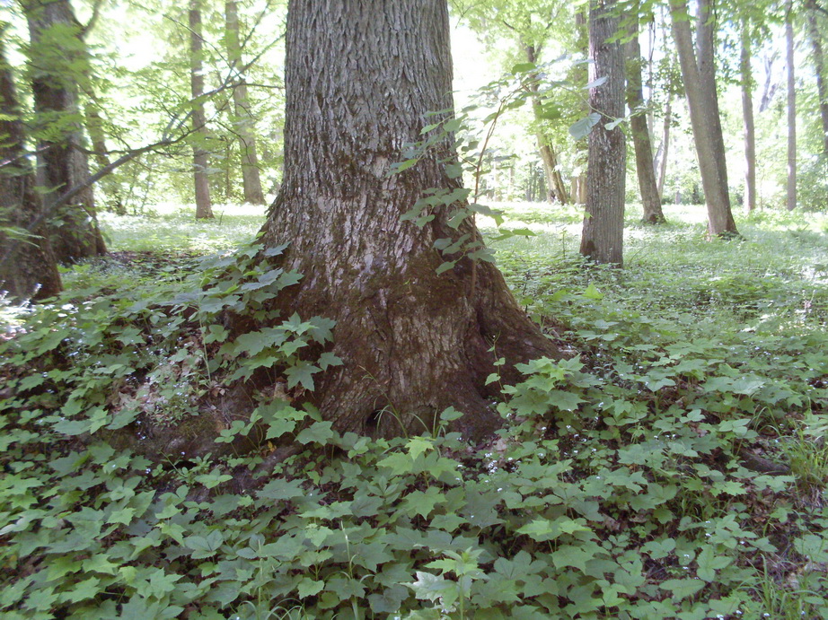 SDC11980.JPG