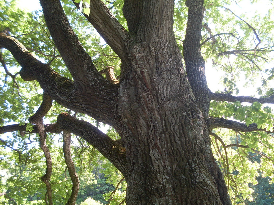 SDC12002.JPG