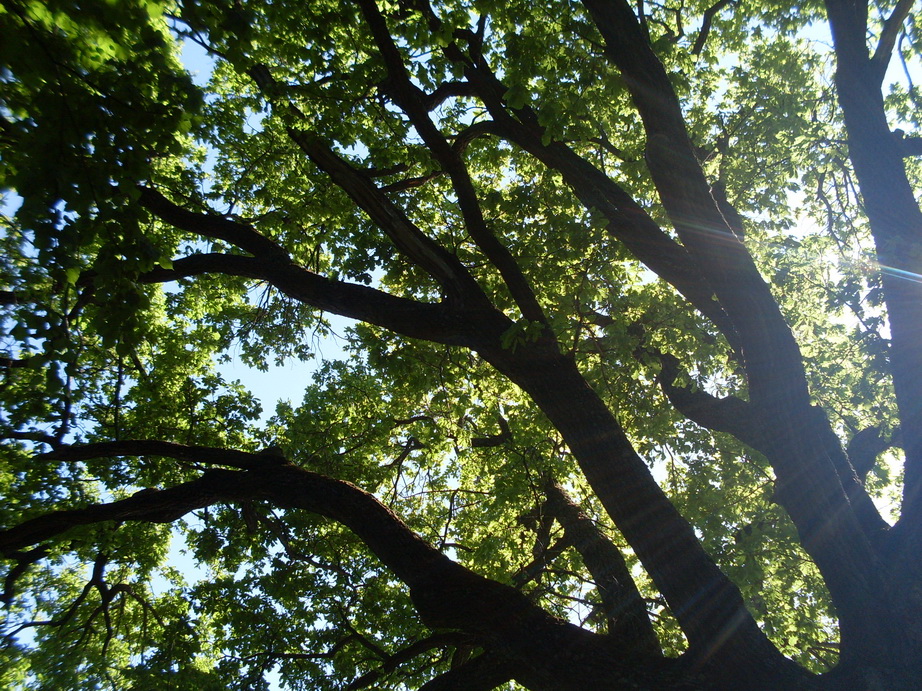 SDC12004.JPG