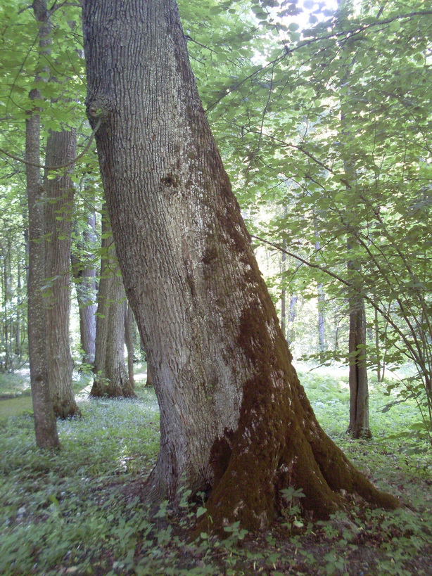 SDC12051.JPG