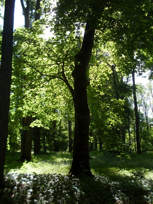 SDC12055.JPG