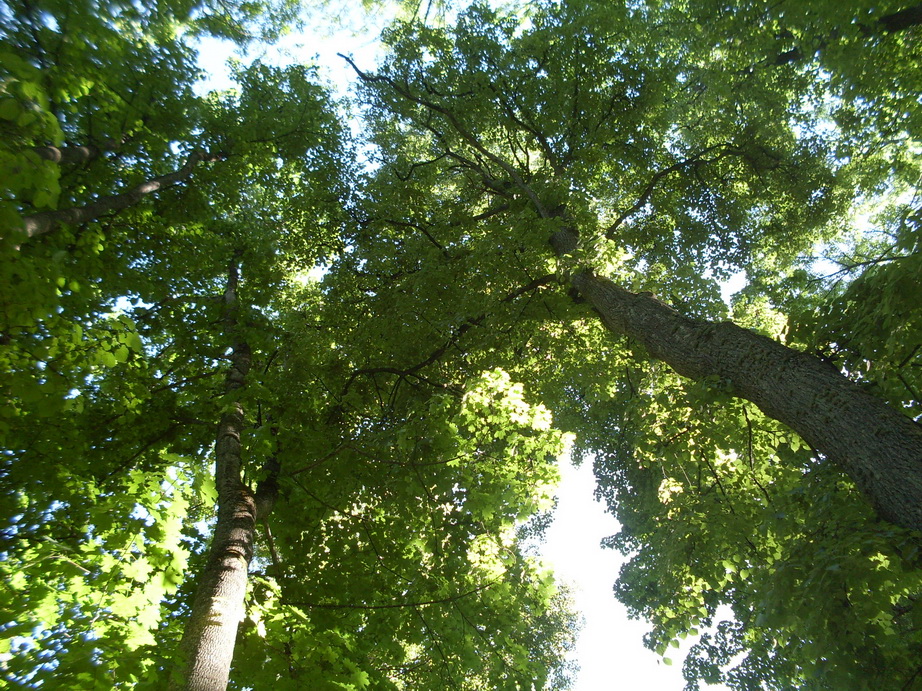 SDC12056.JPG