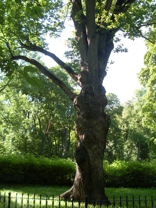 SDC12061.JPG
