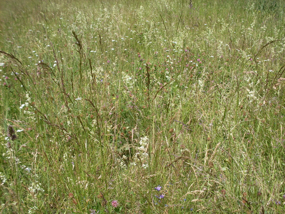 SDC12082.JPG