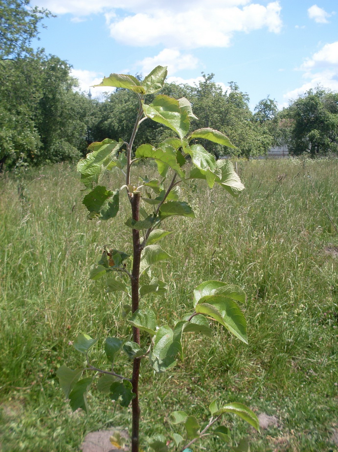 SDC12087.JPG