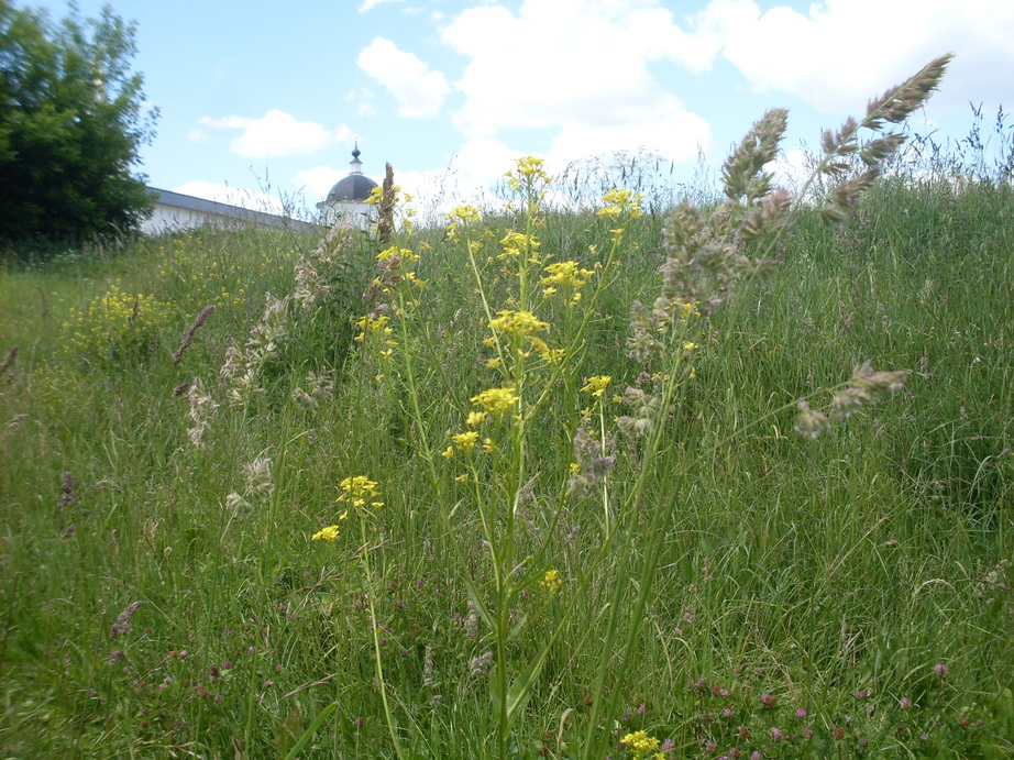 SDC12117.JPG