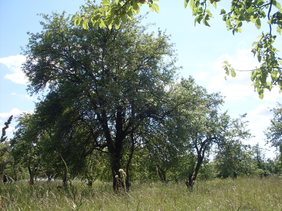 SDC12129.JPG