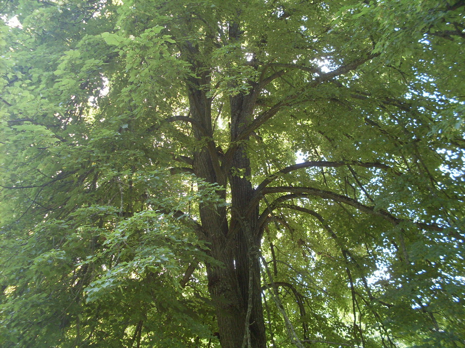 SDC12275.JPG