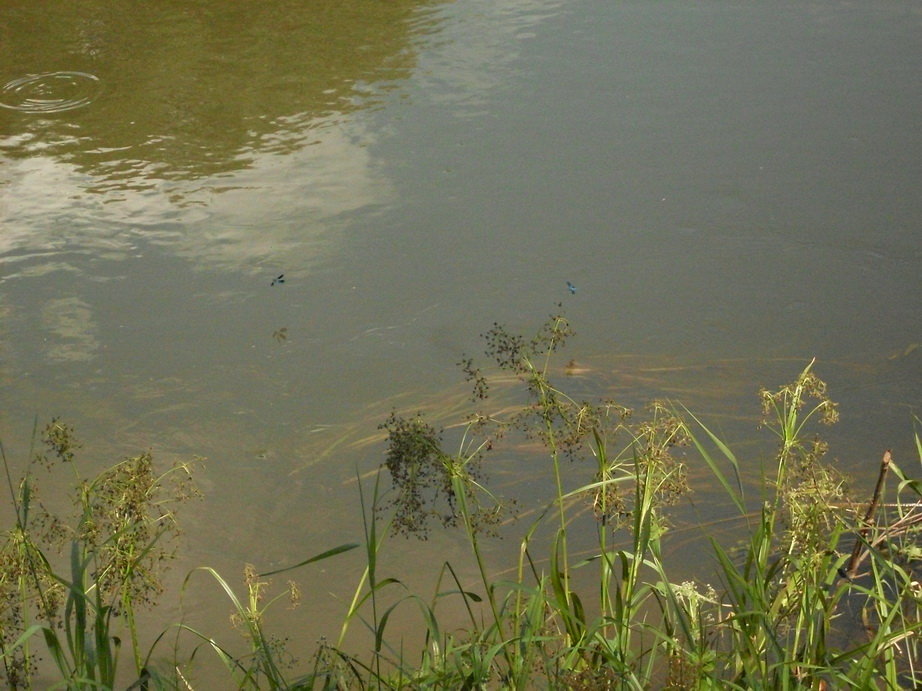 SDC12305.JPG