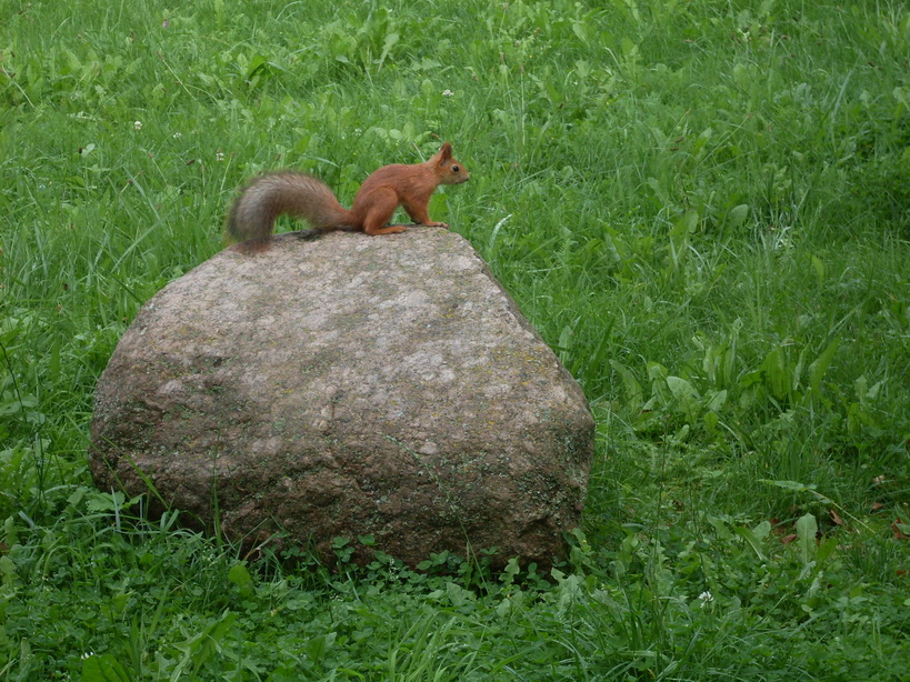 SDC12528.JPG