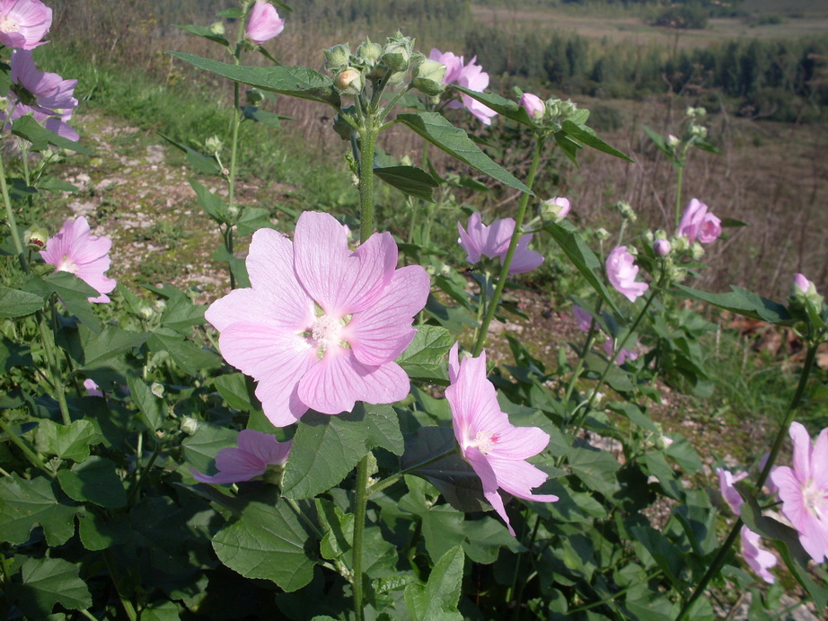 SDC12854.JPG