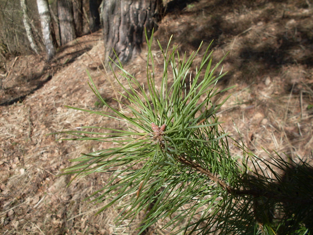 SDC13677.JPG