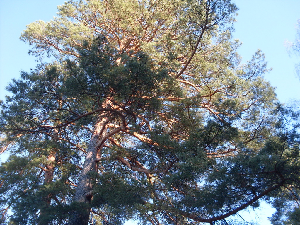 SDC13737.JPG