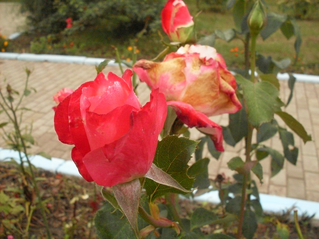 SDC19258.JPG