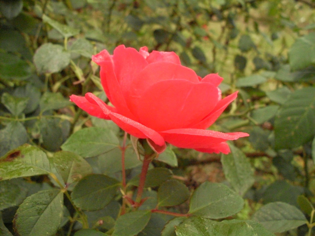 SDC19259.JPG