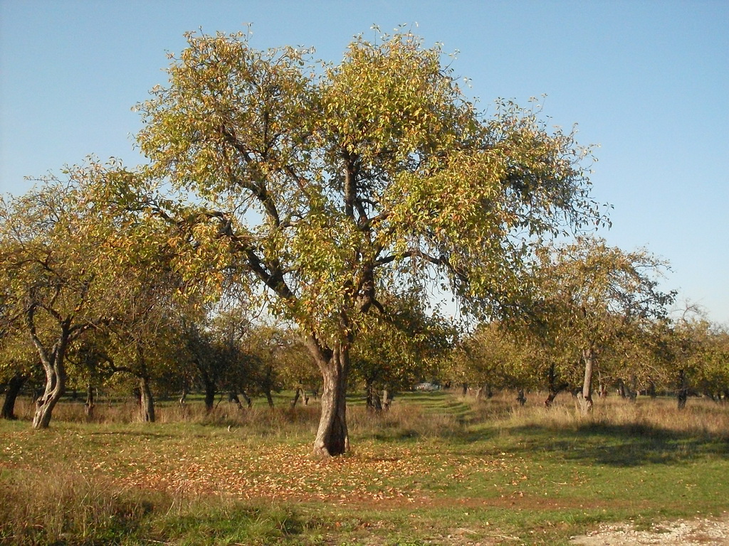 SDC19565_.jpg