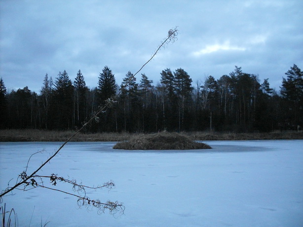 SDC19658.JPG