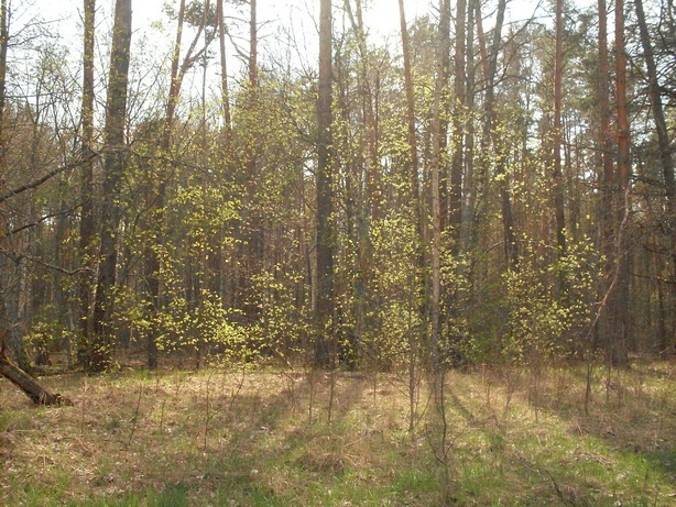 SDC19851_.jpg