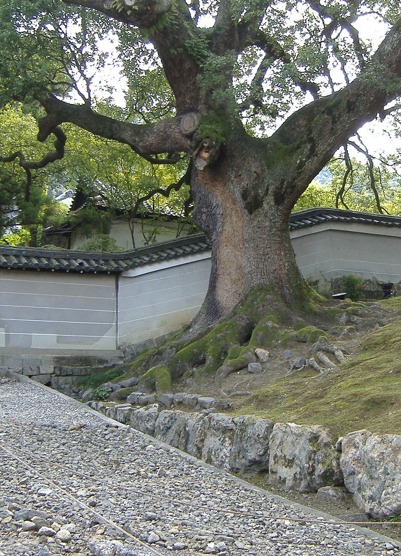 Syoren-in.JPG